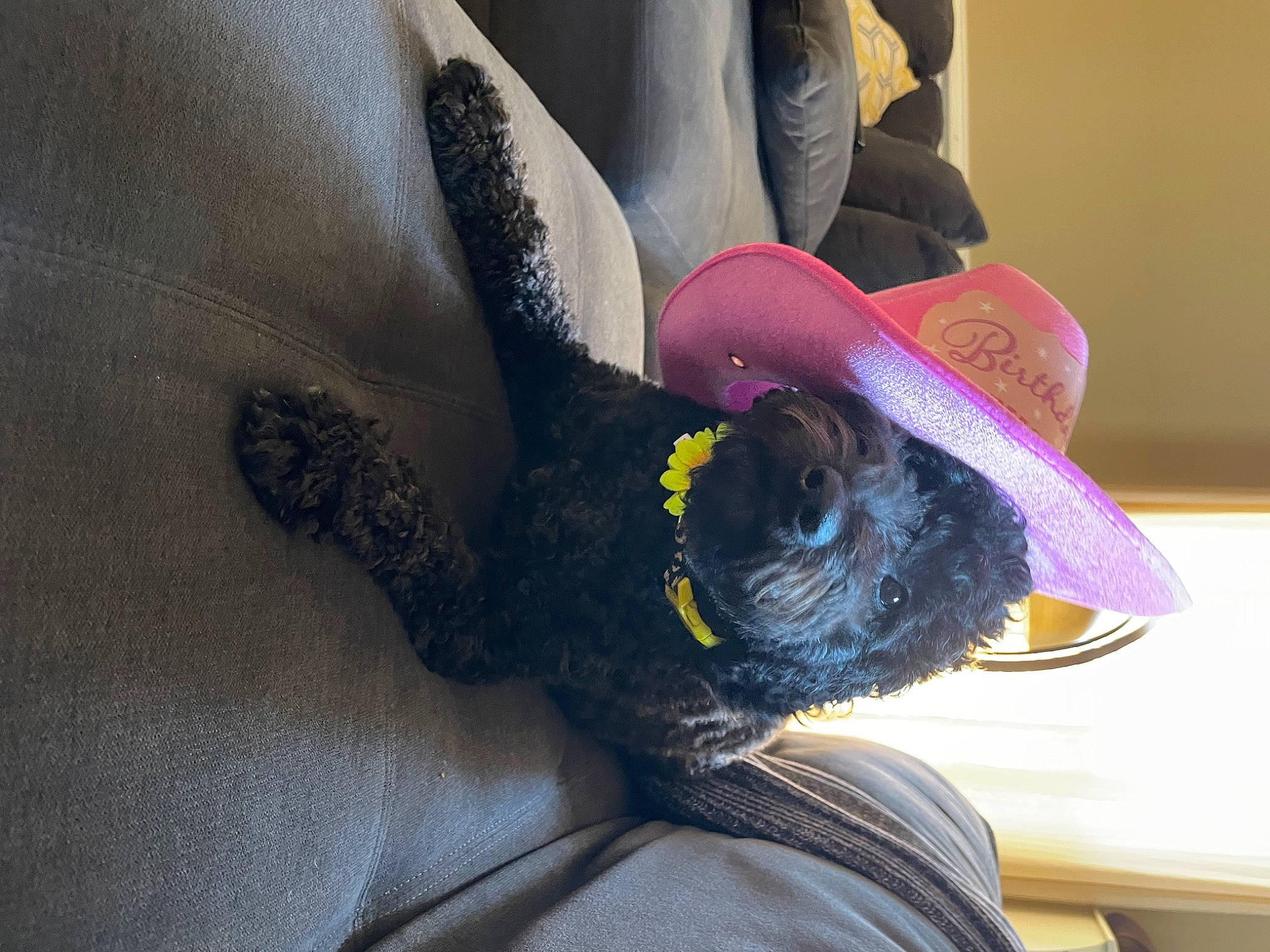 Ziva is registered to the contest to win money with this photo: black_hair, carnivore, comfort, companion_dog, costume_hat, dog, dog_breed, eye, eyewear, fawn, fedora, goggles, hat, headgear, party_hat, personal_protective_equipment, snout, sun_hat, sunglasses, working_animal