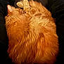 Vol is registered to the contest to win money with this photo: black_clothing, cat, close_up, cozy, domestic, ear, fluffy, fur, ginger_cat, indoor, lap, legs, mammal, nap, orange_tabby, pants, pet, relaxation, sleeping, whiskers