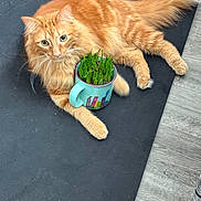 Vol joined the competition — help win amazing prizes! black_mat, cat, curious, fluffy, ginger_cat, grass, green_eyes, hardwood_floor, houseplant, indoor, lying_down, mat, mug, orange_fur, paws, pet, plant, relaxed, tail, whiskers