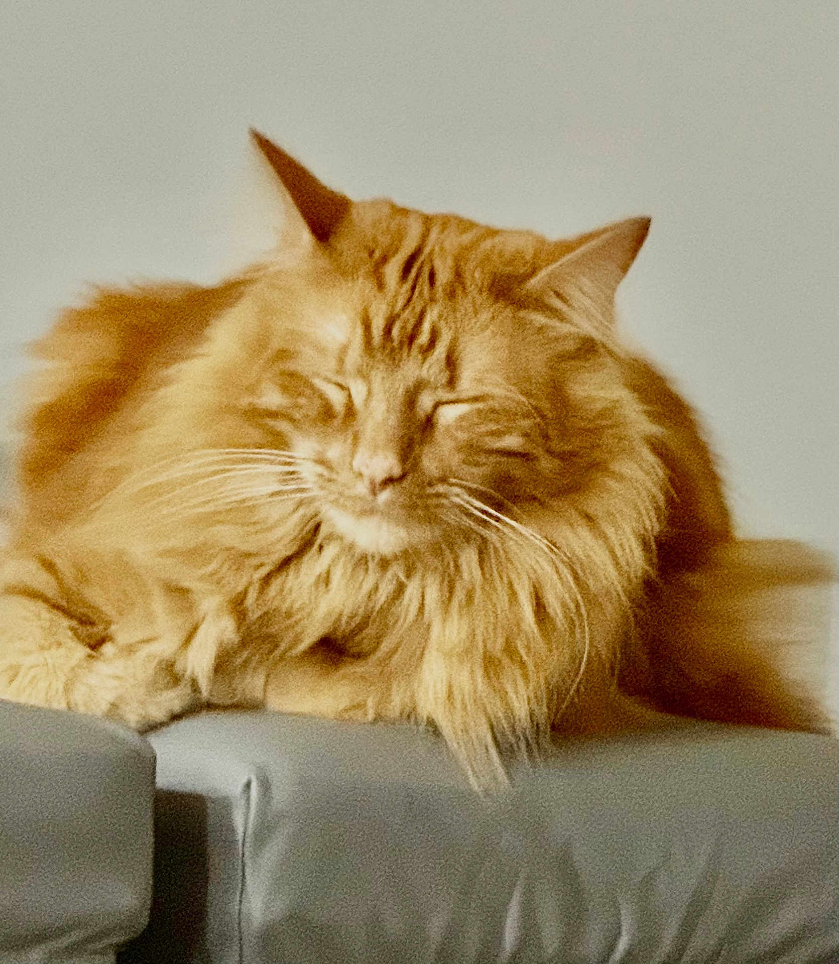 Vol joined the competition — help win amazing prizes! cat, closeup, couch, cozy, cushion, domestic_animal, ears, fluffy, fur, furniture, indoor, long_haired, muzzle, nap, orange_cat, pet, portrait, relaxed, sleeping, whiskers