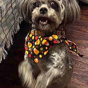 Izzy Frazier joined the competition — help win amazing prizes! animal, bandana, canine, closeup, colorful, cute, decorative_accessory, dog, domestic, fluffy_ears, furry, holiday_theme, indoor, orange_bows, pet, pet_accessory, playful, small_dog, standing, wooden_floor
