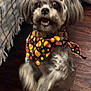 animal, bandana, canine, closeup, colorful, cute, decorative_accessory, dog, domestic, fluffy_ears, furry, holiday_theme, indoor, orange_bows, pet, pet_accessory, playful, small_dog, standing, wooden_floor