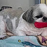 dog, toy, blanket, indoor, pet, small_dog, fur, cute, lying_down, groomed, red_toy, animal, companion, resting, home, cozy, fur_pattern, face, playful, guarding
