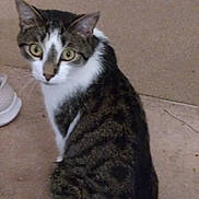 Jack joined the competition — help win amazing prizes! abyssinian, accessories, animal, blackboard, cat, clothing, door, egyptiancat, footwear, hardwood, kitten, leash, manx, pet, plywood, runningshoe, shoe, slate, strap, wood