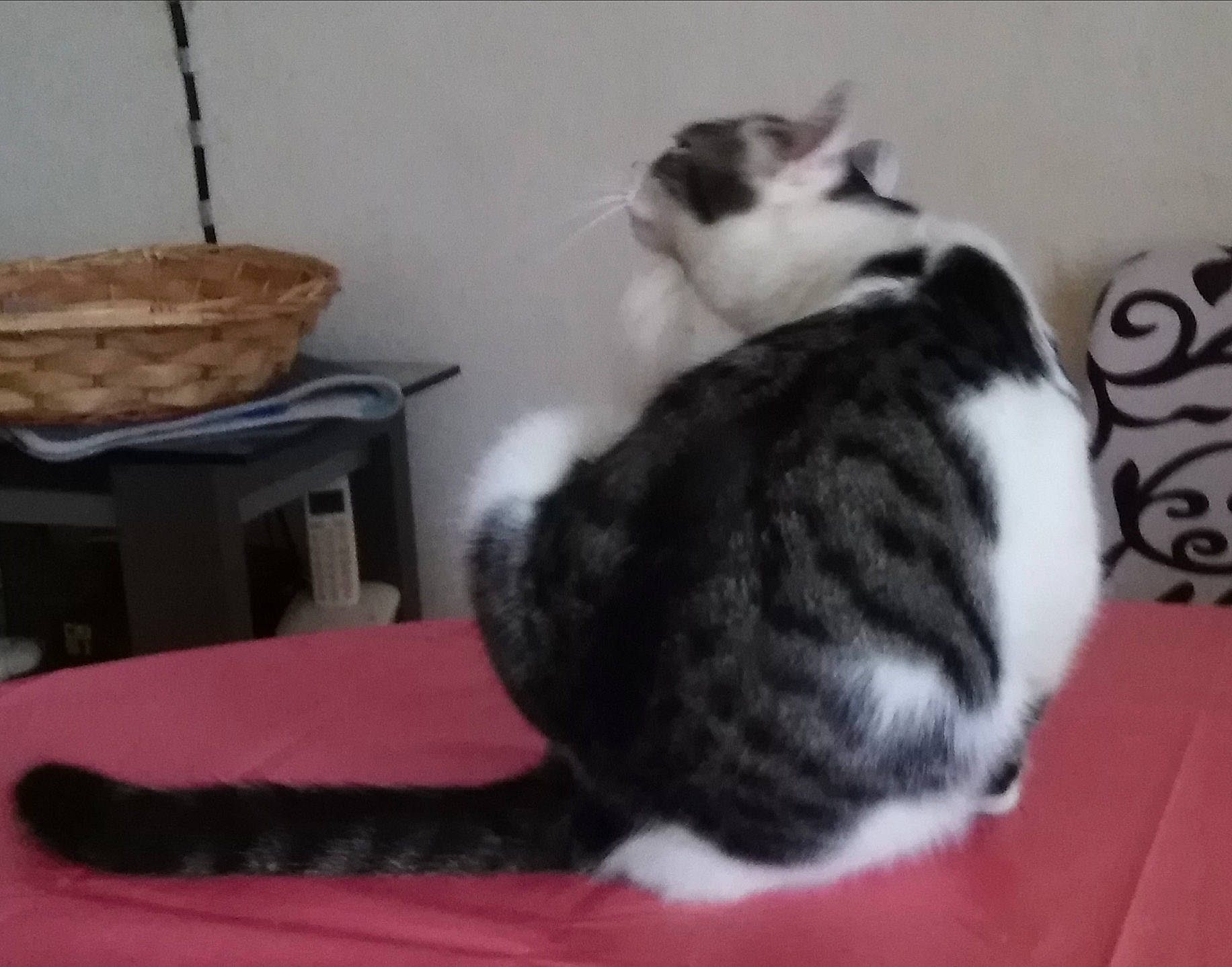 Felix a rejoint le concours — aidez-le/la à gagner de superbes lots ! carnivore, cat, cat_supply, coffee_table, comfort, companion_dog, domestic_short_haired_cat, felidae, flooring, fur, hardwood, paw, pet_supply, room, small_to_medium_sized_cats, snout, table, tail, whiskers, wood