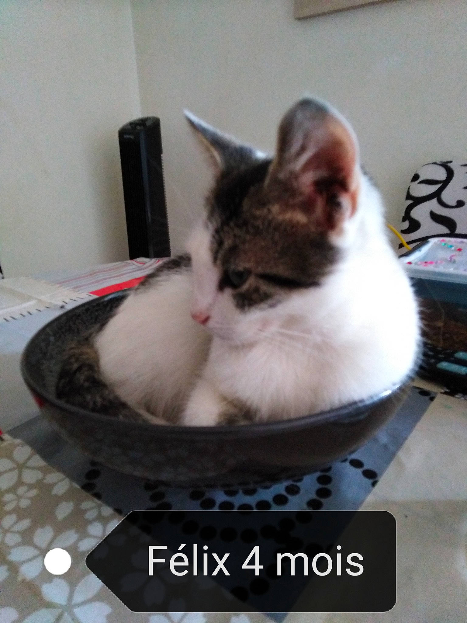 Felix a rejoint le concours — aidez-le/la à gagner de superbes lots ! basket, bowl, box, carnivore, cat, cat_furniture, cat_supply, comfort, domestic_short_haired_cat, felidae, formal_wear, fur, paw, pet_supply, photo_caption, small_to_medium_sized_cats, snout, tail, whiskers, window