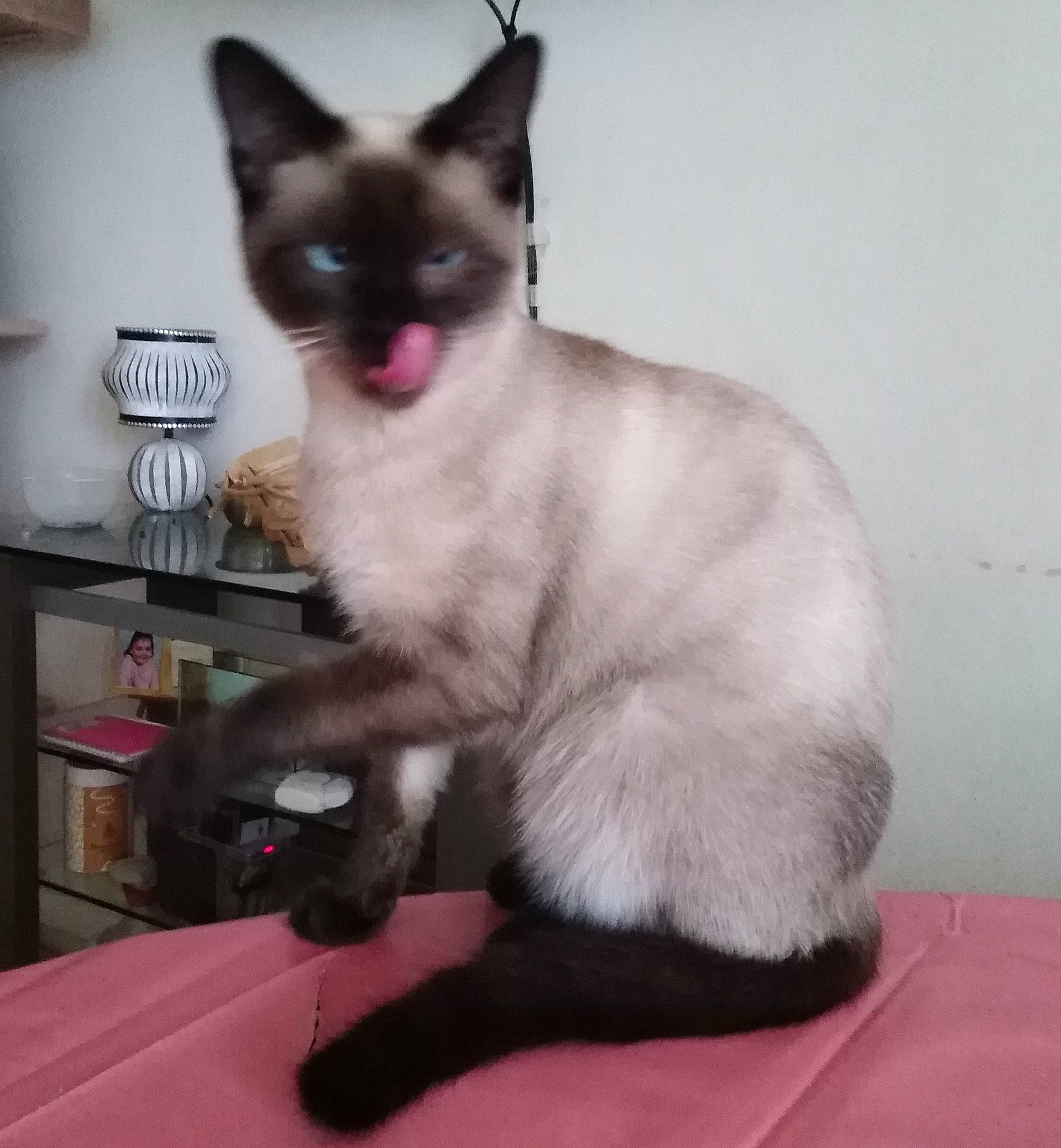 Athena a rejoint le concours — aidez-le/la à gagner de superbes lots ! balinese, carnivore, cat, comfort, fawn, felidae, fur, iris, magenta, paw, siamese, small_to_medium_sized_cats, snout, tail, thai, tonkinese, whiskers