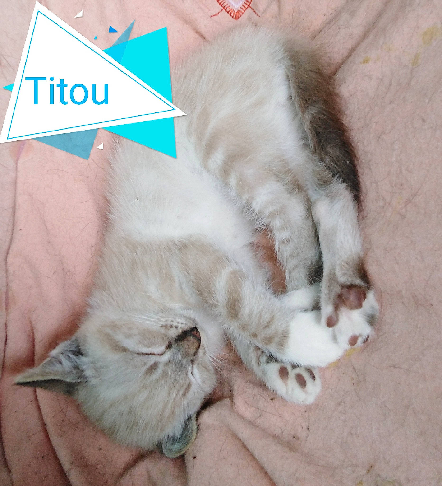 Titou participe au concours pour gagner de l'argent avec cette photo : balinese, carnivore, cat, claw, comfort, domestic_short_haired_cat, fawn, felidae, font, fur, gesture, nap, paw, photo_caption, sleep, small_to_medium_sized_cats, snout, tail, thai, whiskers