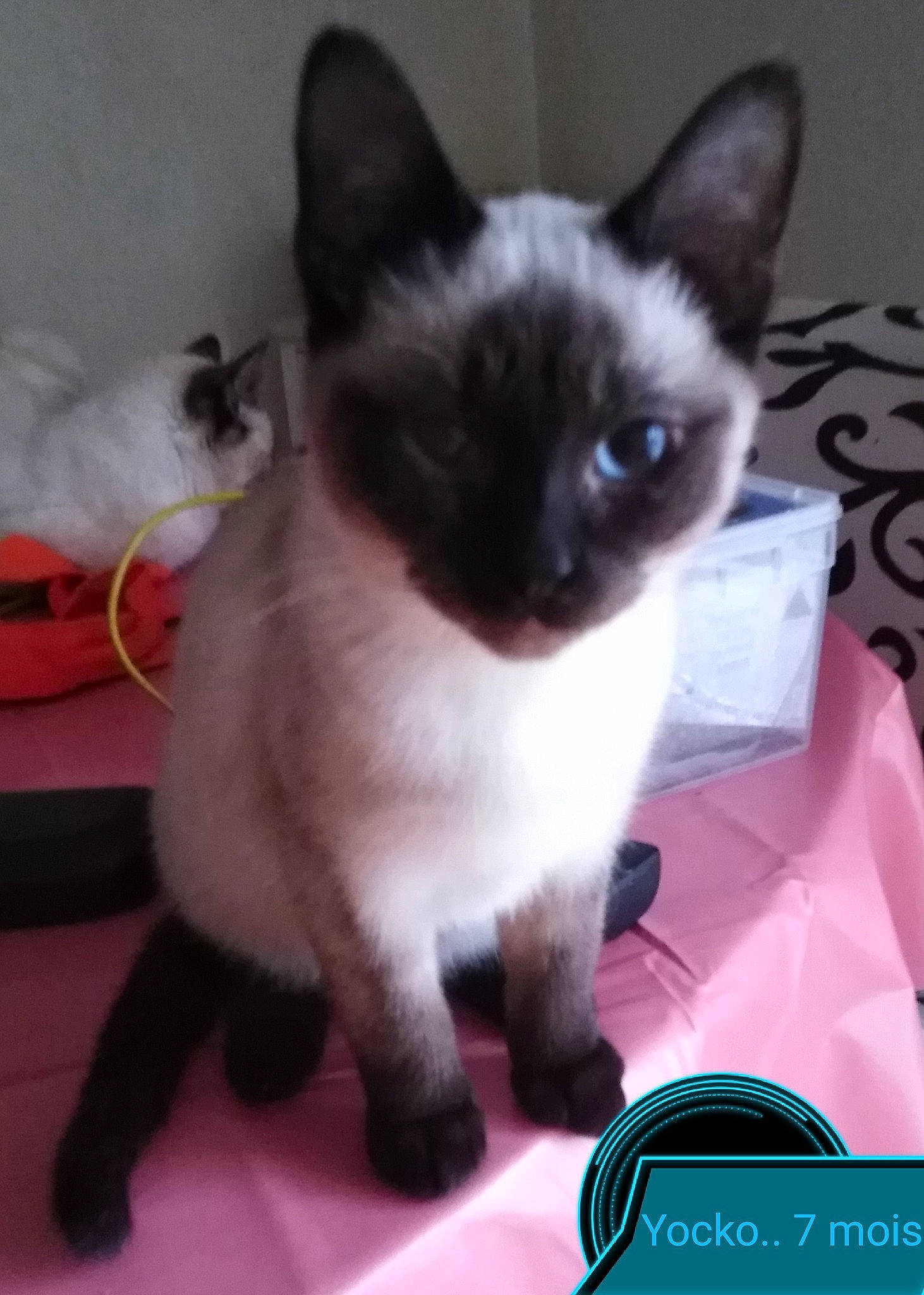 Yocko participe au concours pour gagner de l'argent avec cette photo : carnivore, cat, felidae, flooring, fur, paw, pet_supply, siamese, small_to_medium_sized_cats, snout, tail, thai, whiskers