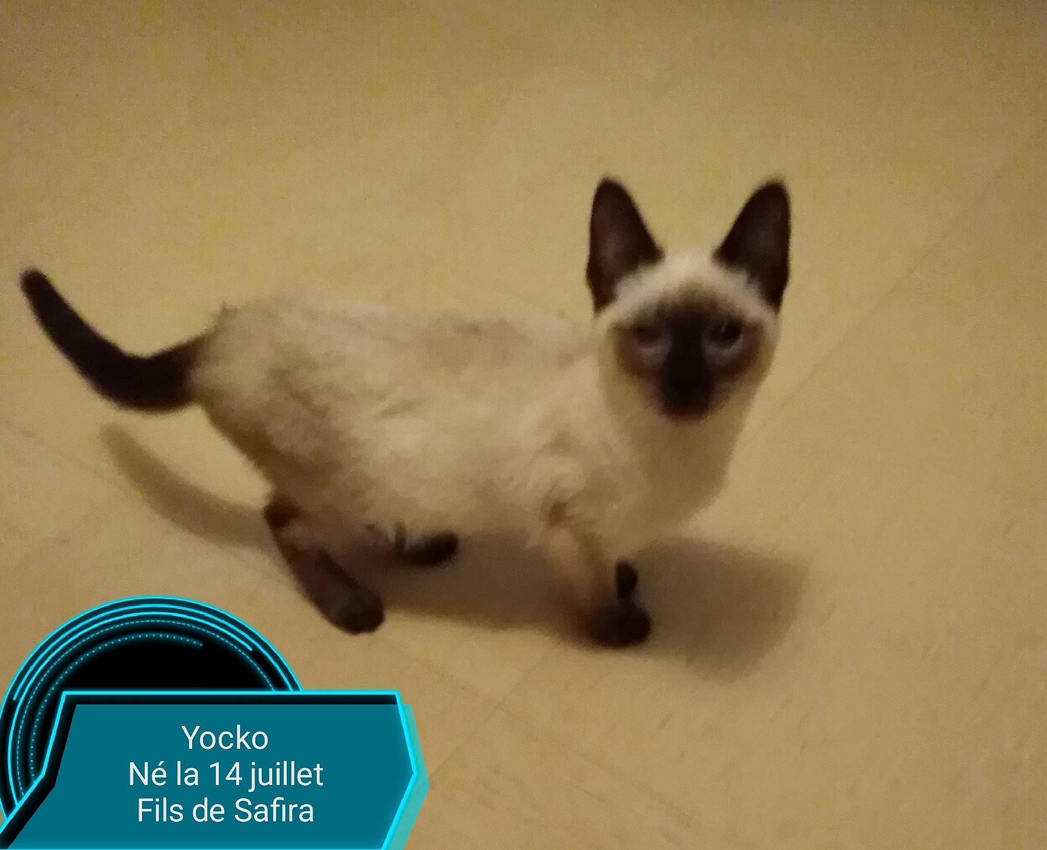 Yocko participe au concours pour gagner de l'argent avec cette photo : birman, carnivore, cat, fawn, felidae, font, fur, logo, paw, pet_supply, photo_caption, siamese, small_to_medium_sized_cats, tail, terrestrial_animal, whiskers