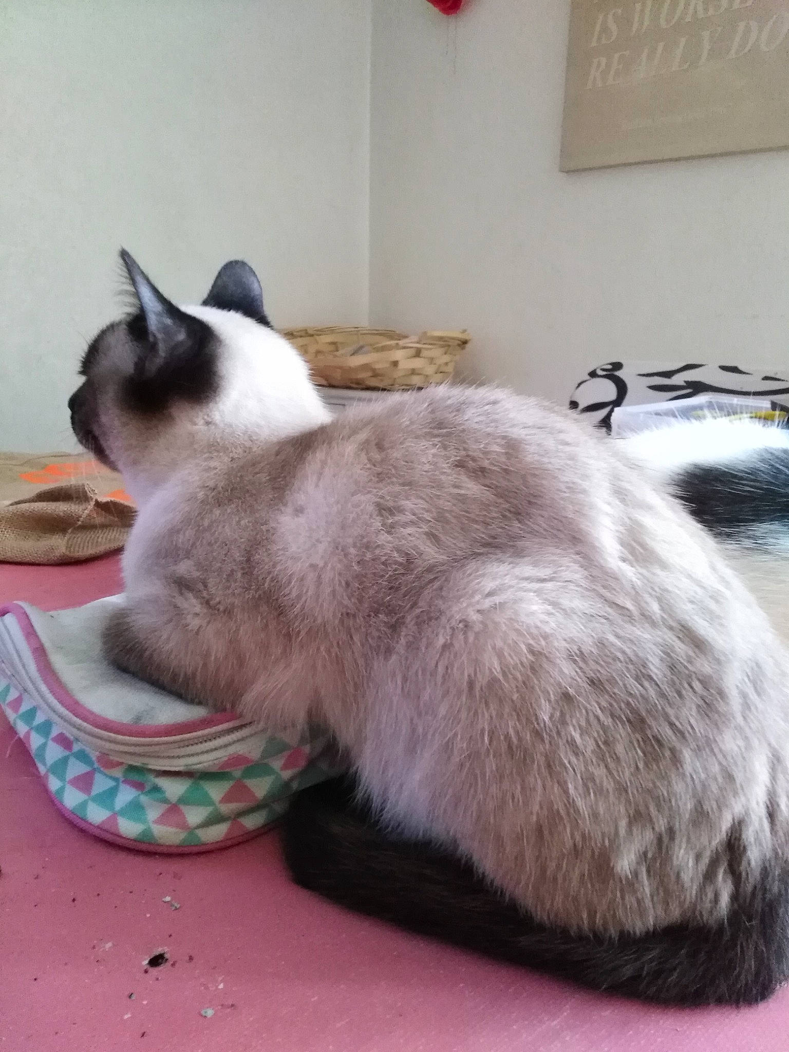 Yocko a rejoint le concours — aidez-le/la à gagner de superbes lots ! balinese, carnivore, cat, claw, comfort, domestic_short_haired_cat, fawn, felidae, flooring, foot, fur, nap, paw, siamese, small_to_medium_sized_cats, snout, tail, thai, whiskers, window