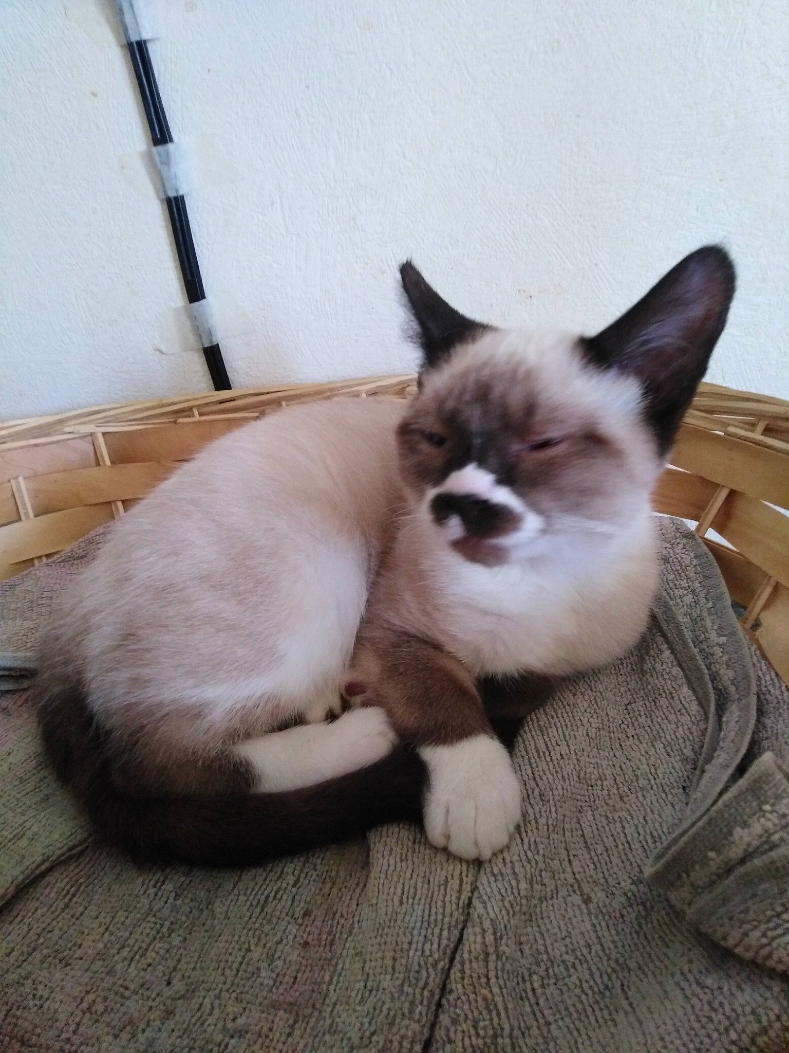 Fly participe au concours pour gagner de l'argent avec cette photo : balinese, carnivore, cat, claw, comfort, domestic_short_haired_cat, eye, fawn, felidae, flooring, fur, hardwood, paw, siamese, small_to_medium_sized_cats, snout, tail, thai, whiskers, wood