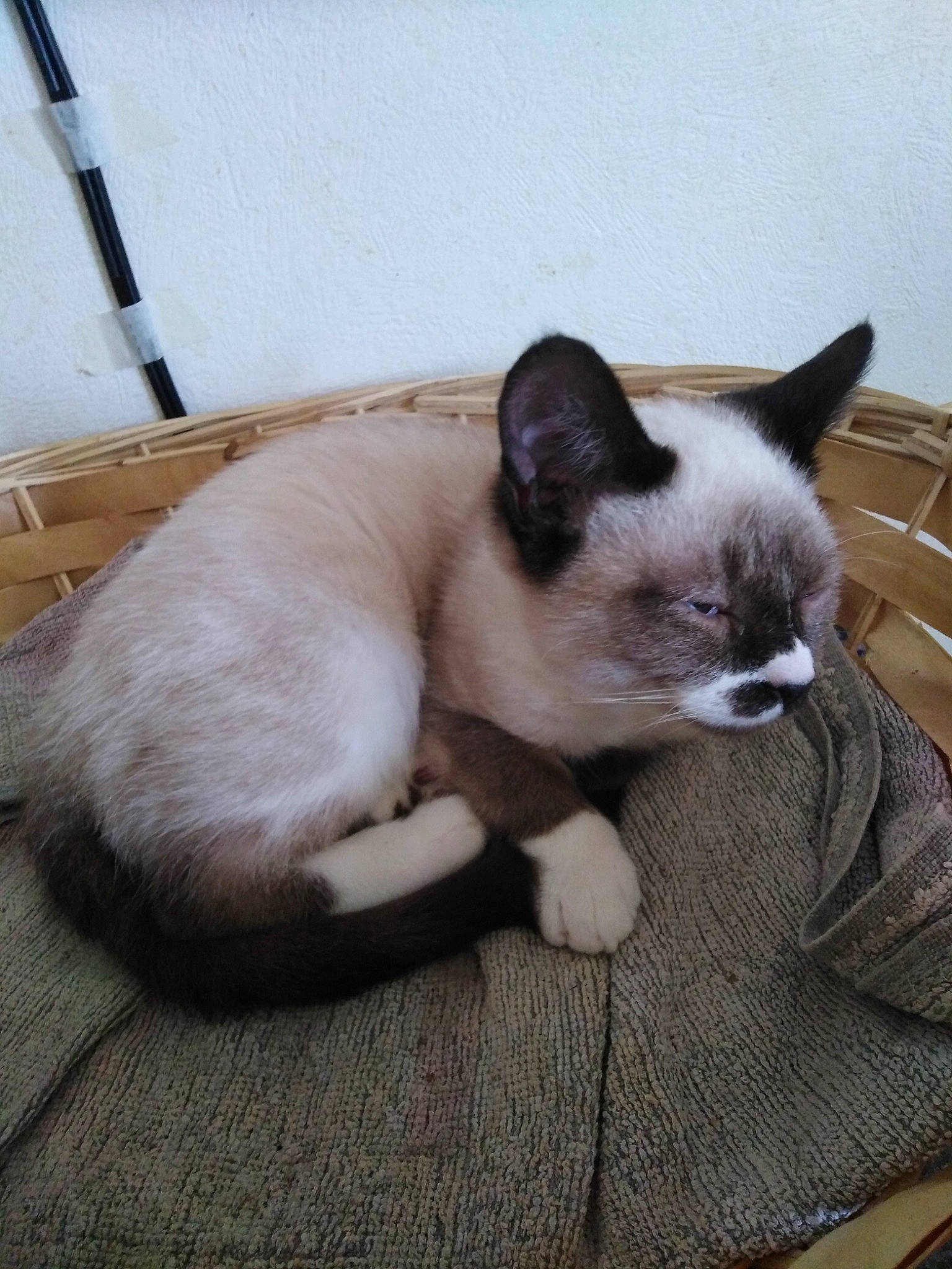 Fly a rejoint le concours — aidez-le/la à gagner de superbes lots ! balinese, carnivore, cat, claw, comfort, domestic_short_haired_cat, eye, fawn, felidae, flooring, foot, fur, hardwood, paw, siamese, small_to_medium_sized_cats, snout, tail, whiskers, wood