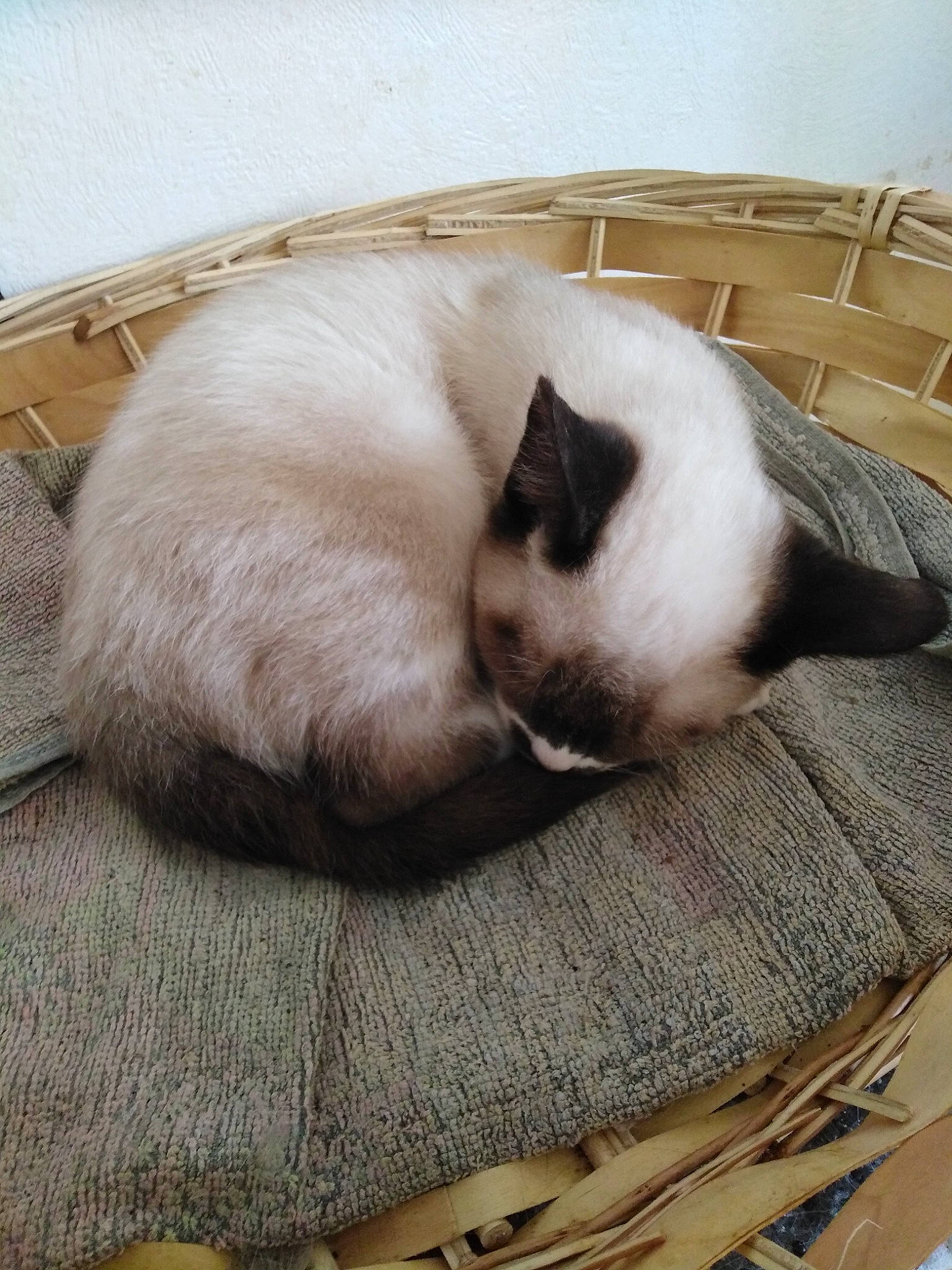 Fly a rejoint le concours — aidez-le/la à gagner de superbes lots ! balinese, carnivore, cat, claw, comfort, domestic_short_haired_cat, fawn, felidae, foot, fur, hardwood, nap, paw, siamese, small_to_medium_sized_cats, snout, tail, terrestrial_animal, whiskers, wood