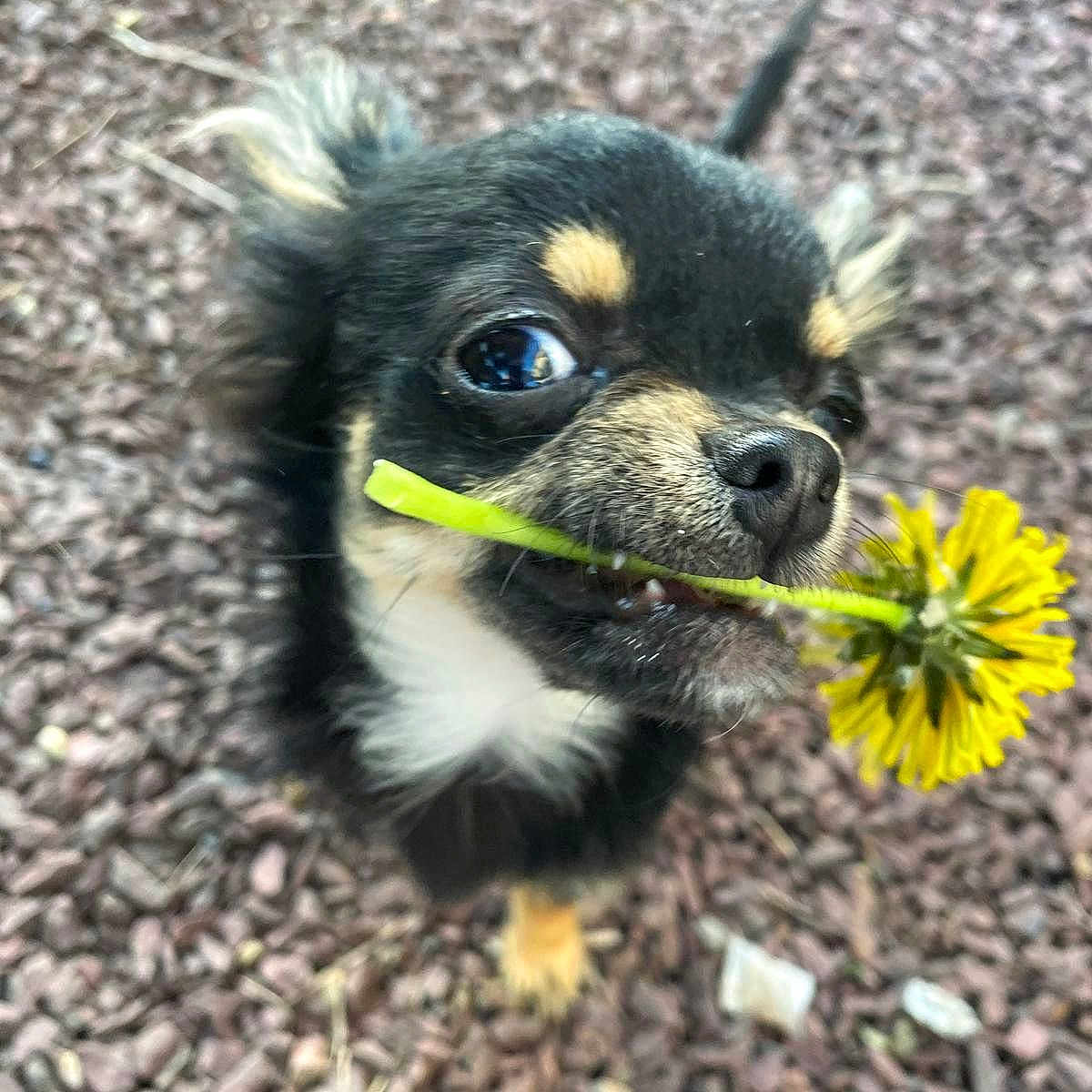 Lhassa participe au concours pour gagner de l'argent avec cette photo : anemone, animal, canine, chihuahua, daisy, dog, face, flower, grass, herbal, herbs, leaf, pet, petal, plant, puppy, road, rock, soil, vegetation