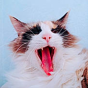 Pan participe au concours pour gagner de l'argent avec cette photo : cat, yawning, fluffy, pink_nose, whiskers, close_up, pet, animal, feline, mouth_open, teeth, tongue, ears, fur, cute, indoor, portrait, expression, soft_light, background