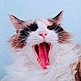 cat, yawning, fluffy, pink_nose, whiskers, close_up, pet, animal, feline, mouth_open, teeth, tongue, ears, fur, cute, indoor, portrait, expression, soft_light, background