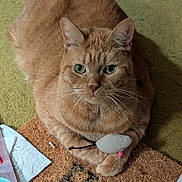 Rebecca Stuart joined the competition — help win amazing prizes! cat, orange_tabby, toy_mouse, doormat, carpet, indoor, pet, animal, feline, whiskers, green_eyes, claws, paws, fur, closeup, looking, cute, domestic, relaxed, playful