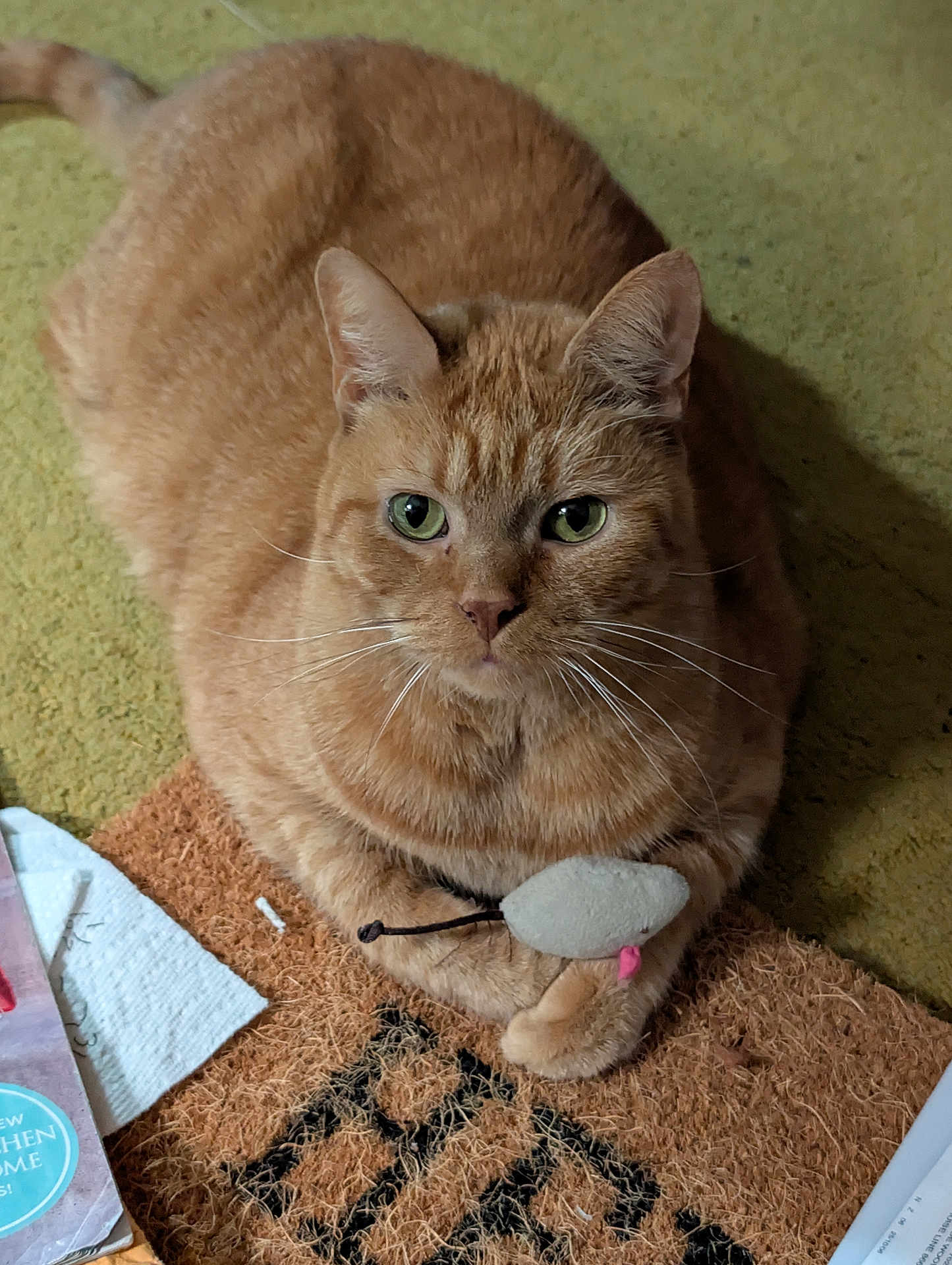 Rebecca Stuart joined the competition — help win amazing prizes! cat, orange_tabby, toy_mouse, doormat, carpet, indoor, pet, animal, feline, whiskers, green_eyes, claws, paws, fur, closeup, looking, cute, domestic, relaxed, playful