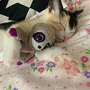 Storm is registered to the contest to win money with this photo: kitten, sleeping, plush_toy, blanket, floral_pattern, paw, cute, cozy, nap, pet, fur, pink_paw_pads, stuffed_animal, resting, domestic_cat, animal, soft, indoor, close_up, adorable