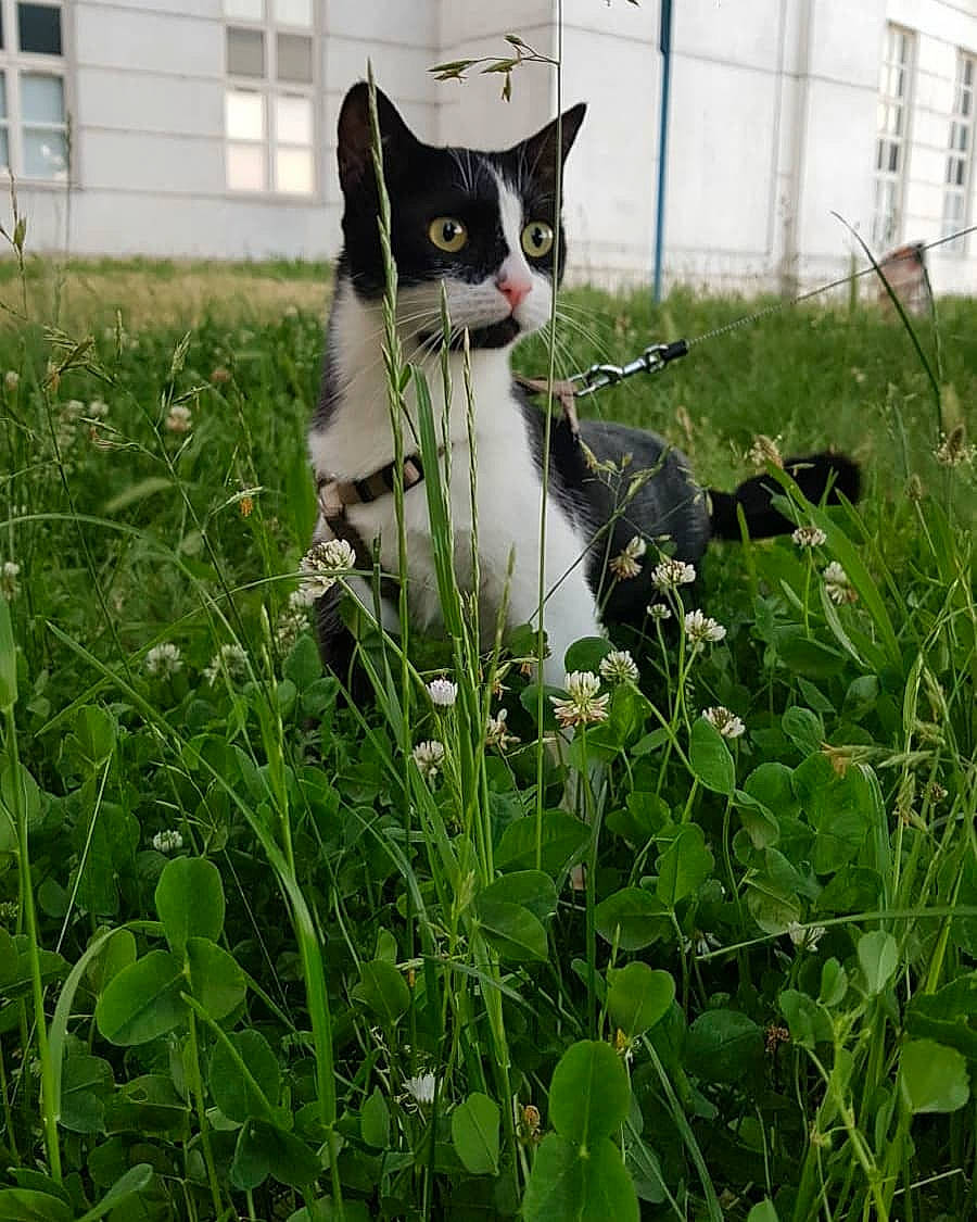 Yavana a rejoint le concours — aidez-le/la à gagner de superbes lots ! botany, carnivore, cat, domestic_short_haired_cat, felidae, garden, grass, grass_family, grassland, groundcover, herbaceous_plant, lawn, plant, shrub, small_to_medium_sized_cats, snout, tail, terrestrial_plant, whiskers, window