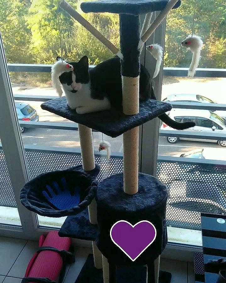 Yavana a rejoint le concours — aidez-le/la à gagner de superbes lots ! art, automotive_exterior, automotive_tire, black, carnivore, cat, city, felidae, green, light, mammal, metal, motor_vehicle, photograph, plant, small_to_medium_sized_cats, snapshot, tail, tree, white