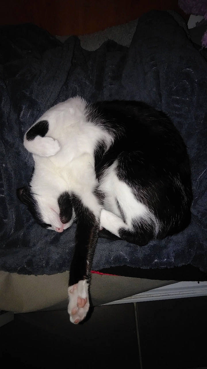 Yavana participe au concours pour gagner de l'argent avec cette photo : canidae, carnivore, cat, claw, comfort, darkness, dog_breed, domestic_short_haired_cat, eye, felidae, fur, monochrome, monochrome_photography, nap, paw, small_to_medium_sized_cats, sporting_group, tail, terrestrial_animal, whiskers