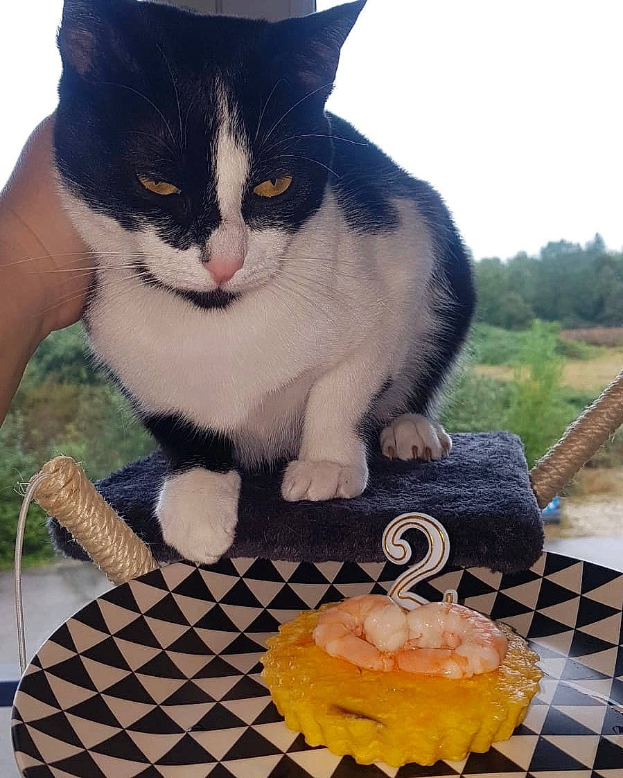 Yavana participe au concours pour gagner de l'argent avec cette photo : carnivore, cat, domestic_short_haired_cat, felidae, foot, formal_wear, fur, grass, happy, lap, leg, paw, sky, small_to_medium_sized_cats, snout, tableware, tail, thigh, tree, whiskers