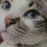 Panini is registered to the contest to win money with this photo: cat, close_up, blue_eyes, whiskers, feline, pet, animal, face, nose, fur, ears, domestic_cat, portrait, indoor, curious, calm, mammal, whiskers_detail, close_shot, soft_lighting