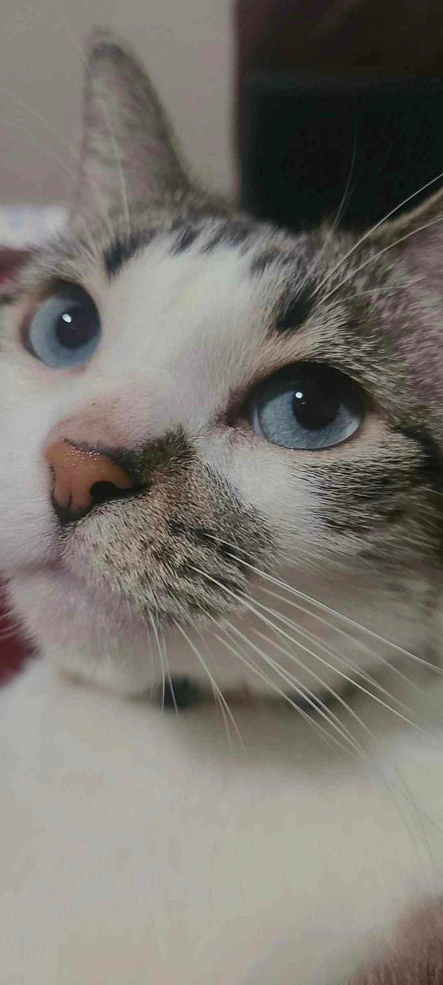 Panini is registered to the contest to win money with this photo: cat, close_up, blue_eyes, whiskers, feline, pet, animal, face, nose, fur, ears, domestic_cat, portrait, indoor, curious, calm, mammal, whiskers_detail, close_shot, soft_lighting