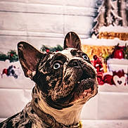 Nami is registered to the contest to win money with this photo: adorable, animal, background_blur, blue_eyes, christmas, close_up, collar, cute, decorations, dog, festive, french_bulldog, holiday, indoor, looking_up, pet, portrait, red_stars, spot_pattern, white_floor