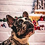 adorable, animal, background_blur, blue_eyes, christmas, close_up, collar, cute, decorations, dog, festive, french_bulldog, holiday, indoor, looking_up, pet, portrait, red_stars, spot_pattern, white_floor