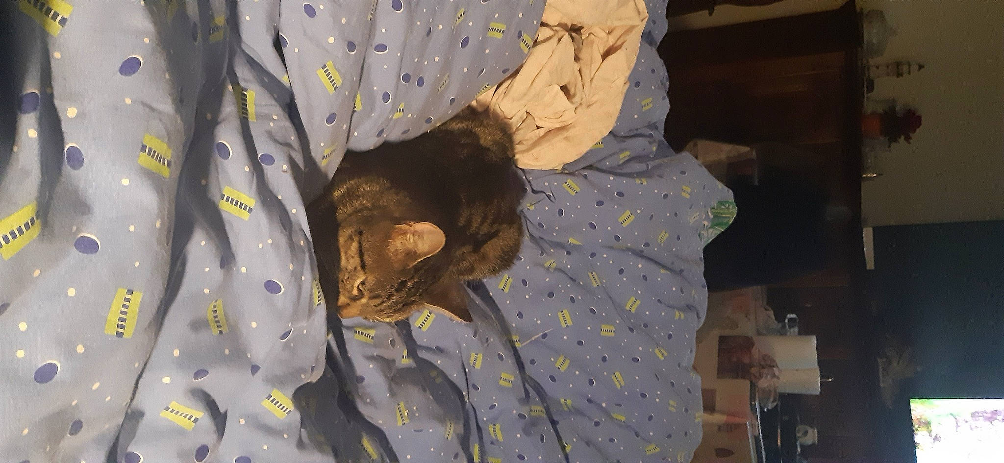 Bébé a rejoint le concours — aidez-le/la à gagner de superbes lots ! bed, bed_sheet, bedding, blanket, carnivore, cat, comfort, domestic_short_haired_cat, felidae, fur, grey, linens, pattern, room, sleeve, small_to_medium_sized_cats, whiskers