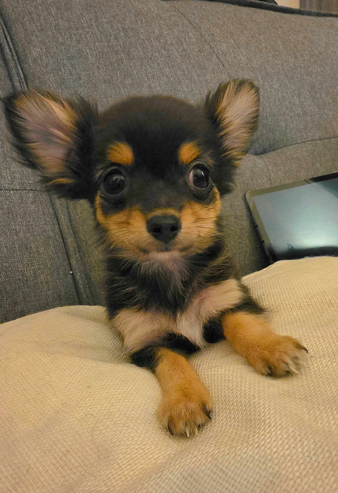 Teddy joined the competition — help win amazing prizes! puppy, dog, cute, small_dog, ears, couch, tablet, cushion, indoor, pet, fur, animal, closeup, face, paw, looking, young, adorable, resting, domestic_animal