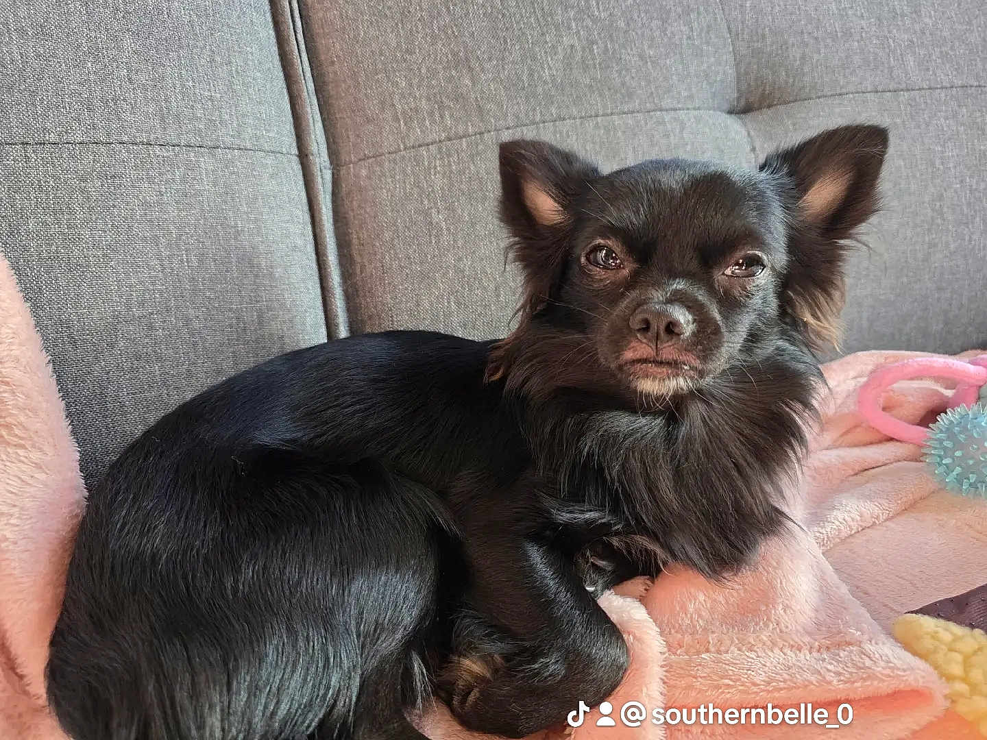 Ollie is registered to the contest to win money with this photo: dog, black_dog, small_dog, long_hair, pet, indoor, couch, blanket, pink_blanket, toys, cozy, relaxed, fur, ears, face, expression, looking_at_camera, comfort, home, animal