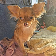 Willow is registered to the contest to win money with this photo: dog, small_dog, chihuahua, pet, fur, ears, blanket, couch, indoor, sunlight, cozy, soft, brown_fur, animal, companion, cute, looking, relaxed, home, comfort
