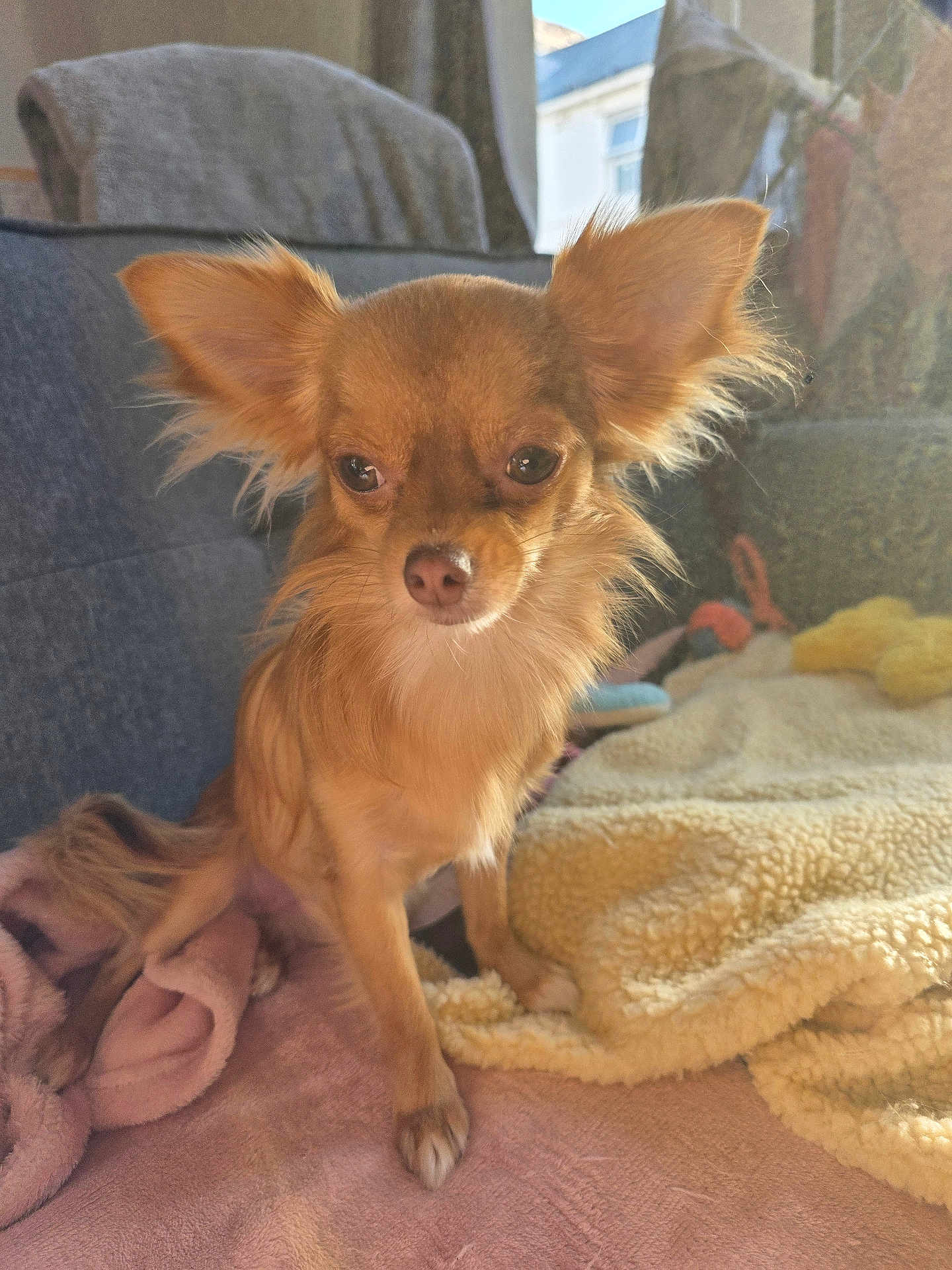 Willow is registered to the contest to win money with this photo: dog, small_dog, chihuahua, pet, fur, ears, blanket, couch, indoor, sunlight, cozy, soft, brown_fur, animal, companion, cute, looking, relaxed, home, comfort