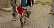 Moon a rejoint le concours — aidez-le/la à gagner de superbes lots ! cat, tabby, pet, animal, superhero_costume, red_outfit, walking, standing, tail_up, feline, striped_fur, indoors, kitchen, tile_floor, cat_tree, shelves, home, portrait, funny, costume