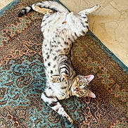 Moon a rejoint le concours — aidez-le/la à gagner de superbes lots ! cat, tabby, spotted_cat, pet, animal, feline, lying_down, upside_down, belly_up, green_eyes, whiskers, paws, striped_tail, fur, indoor, rug, ornate_rug, patterned_floor, top_view, relaxed