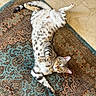 cat, tabby, spotted_cat, pet, animal, feline, lying_down, upside_down, belly_up, green_eyes, whiskers, paws, striped_tail, fur, indoor, rug, ornate_rug, patterned_floor, top_view, relaxed