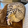 Moon participe au concours pour gagner de l'argent avec cette photo : cat, tabby_cat, sleeping, curled_up, fur, striped, pet, animal, indoors, blanket, couch, cozy, relaxed, resting, paws, tail, whiskers, brown, gray, home