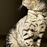 cat, tabby, silver_tabby, feline, pet, animal, sitting, portrait, close_up, whiskers, green_eyes, striped_fur, fur, ears, paws, sunlight, indoors, floor, shadow, dramatic_lighting