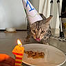 Moon a rejoint le concours — aidez-le/la à gagner de superbes lots ! cat, tabby_cat, party_hat, birthday, candle, food, plate, pet, animal, indoor, floor, kitchen, tripod, whiskers, eyes, tongue, striped, celebration, close_up, funny