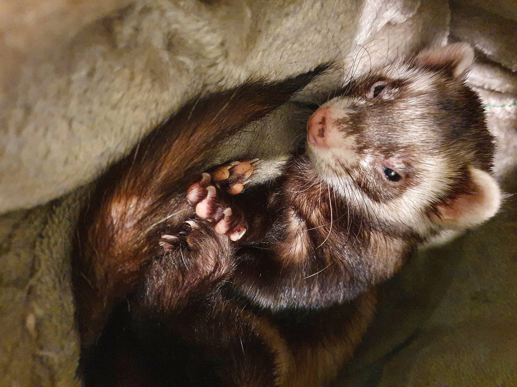 Sami a rejoint le concours — aidez-le/la à gagner de superbes lots ! brown, canidae, carnivore, claw, comfort, companion_dog, dog, dog_breed, ear, fawn, fur, liver, sporting_group, terrestrial_animal, whiskers, working_animal, wrinkle