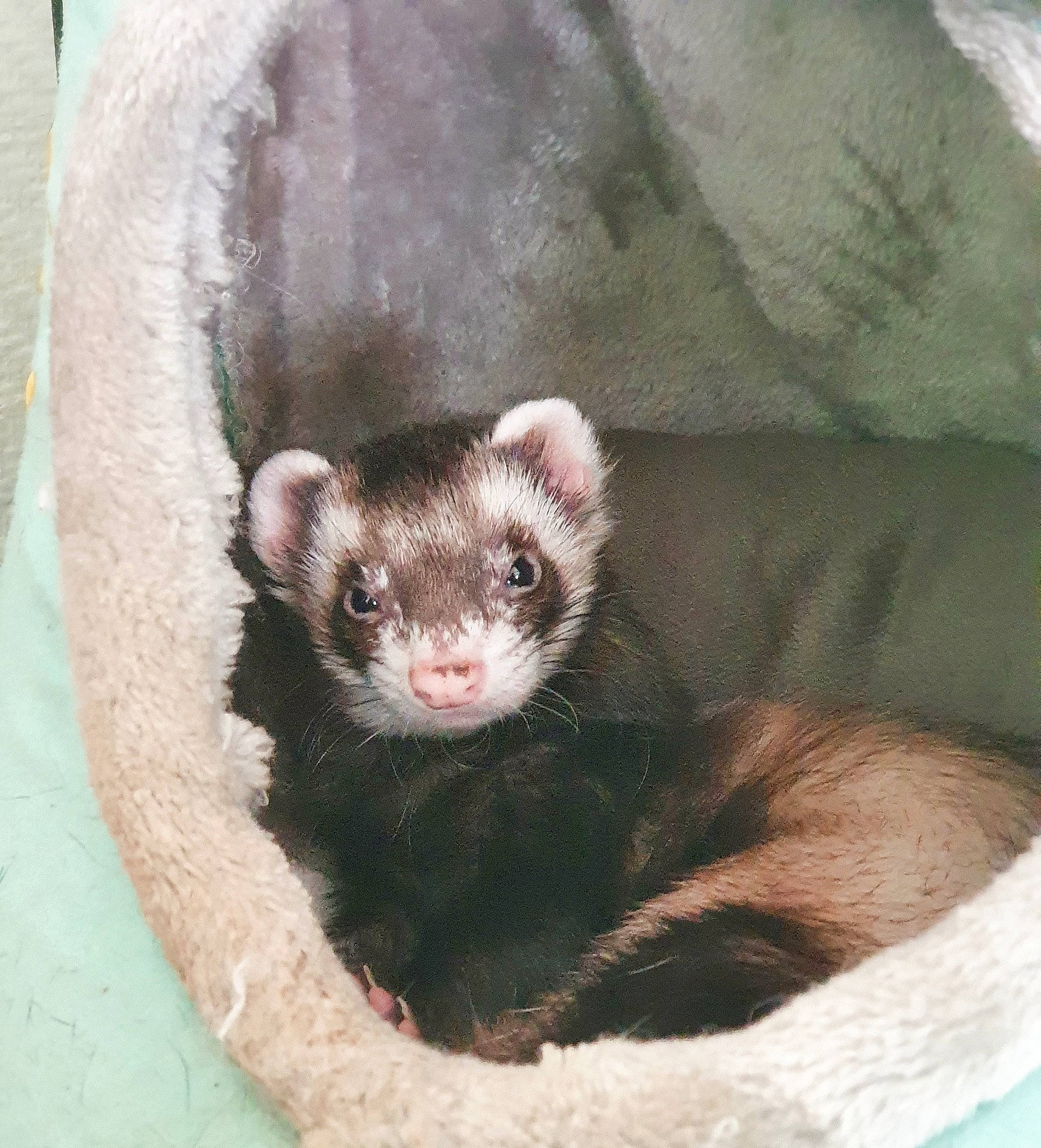 Sami a rejoint le concours — aidez-le/la à gagner de superbes lots ! black_footed_ferret, carnivore, ferret, fur, marsupial, mustelidae, mustelinae, polecat, snout, terrestrial_animal, whiskers, wildlife