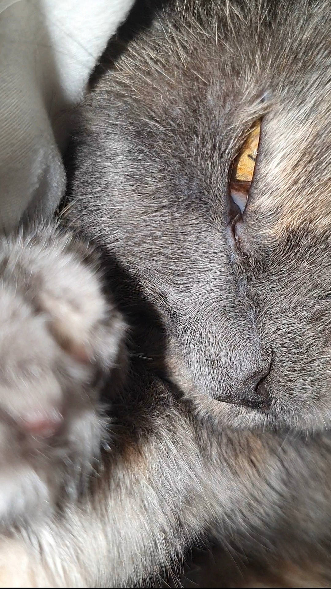 Mimiss participe au concours pour gagner de l'argent avec cette photo : carnivore, cat, claw, close_up, domestic_short_haired_cat, eye, felidae, fur, grey, head, nap, paw, sleep, small_to_medium_sized_cats, snout, tail, terrestrial_animal, vertebrate, whiskers, wildlife