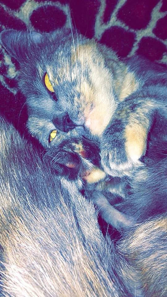 Mimiss a rejoint le concours — aidez-le/la à gagner de superbes lots ! carnivore, cat, close_up, cloud, comfort, domestic_short_haired_cat, electric_blue, eye, felidae, fur, grey, mammal, meteorological_phenomenon, paw, plant, sky, small_to_medium_sized_cats, snout, tail, whiskers