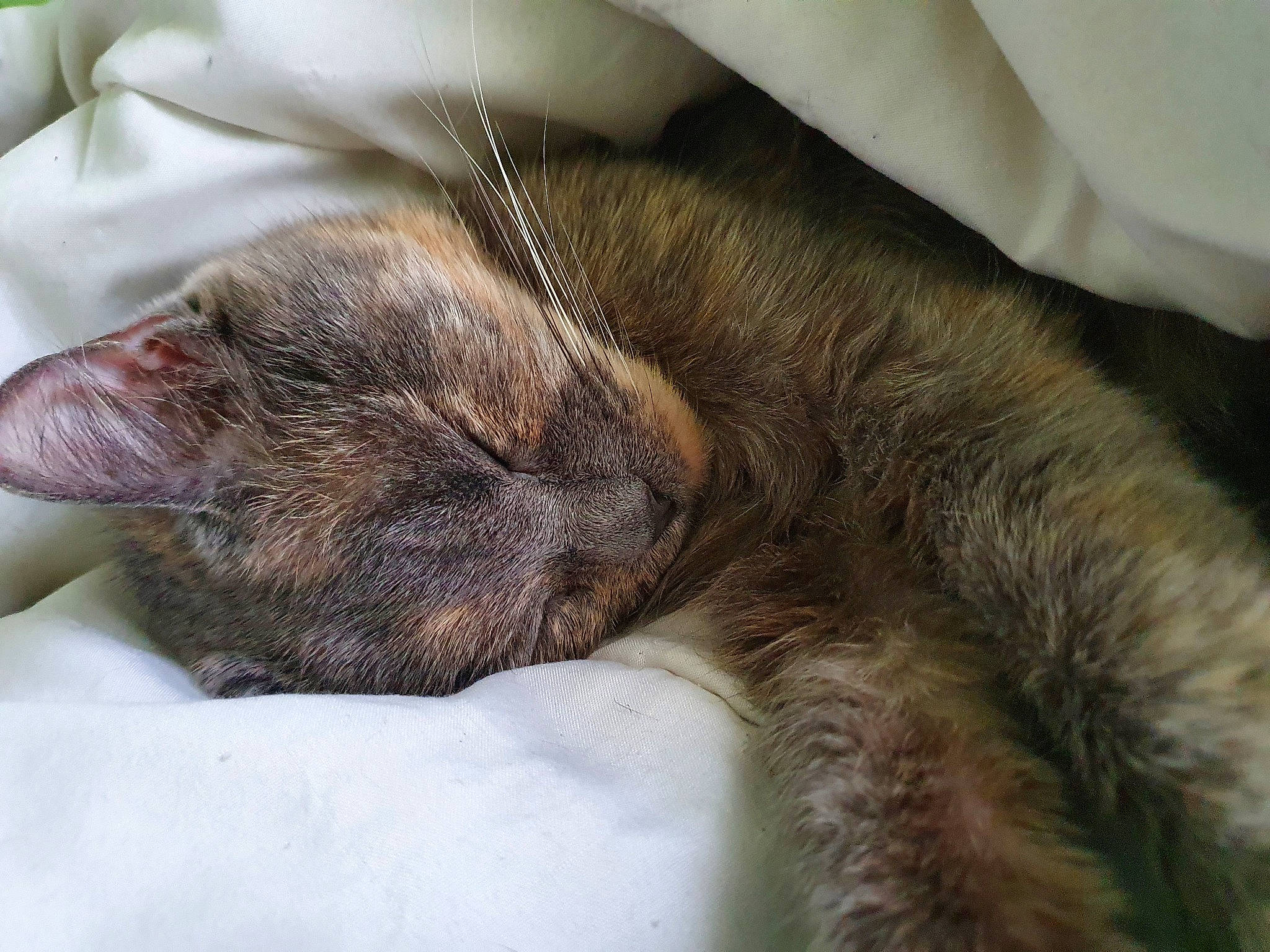 Mimiss participe au concours pour gagner de l'argent avec cette photo : carnivore, cat, claw, comfort, domestic_short_haired_cat, eye, felidae, fur, human_leg, liver, nap, paw, small_to_medium_sized_cats, tail, terrestrial_animal, whiskers