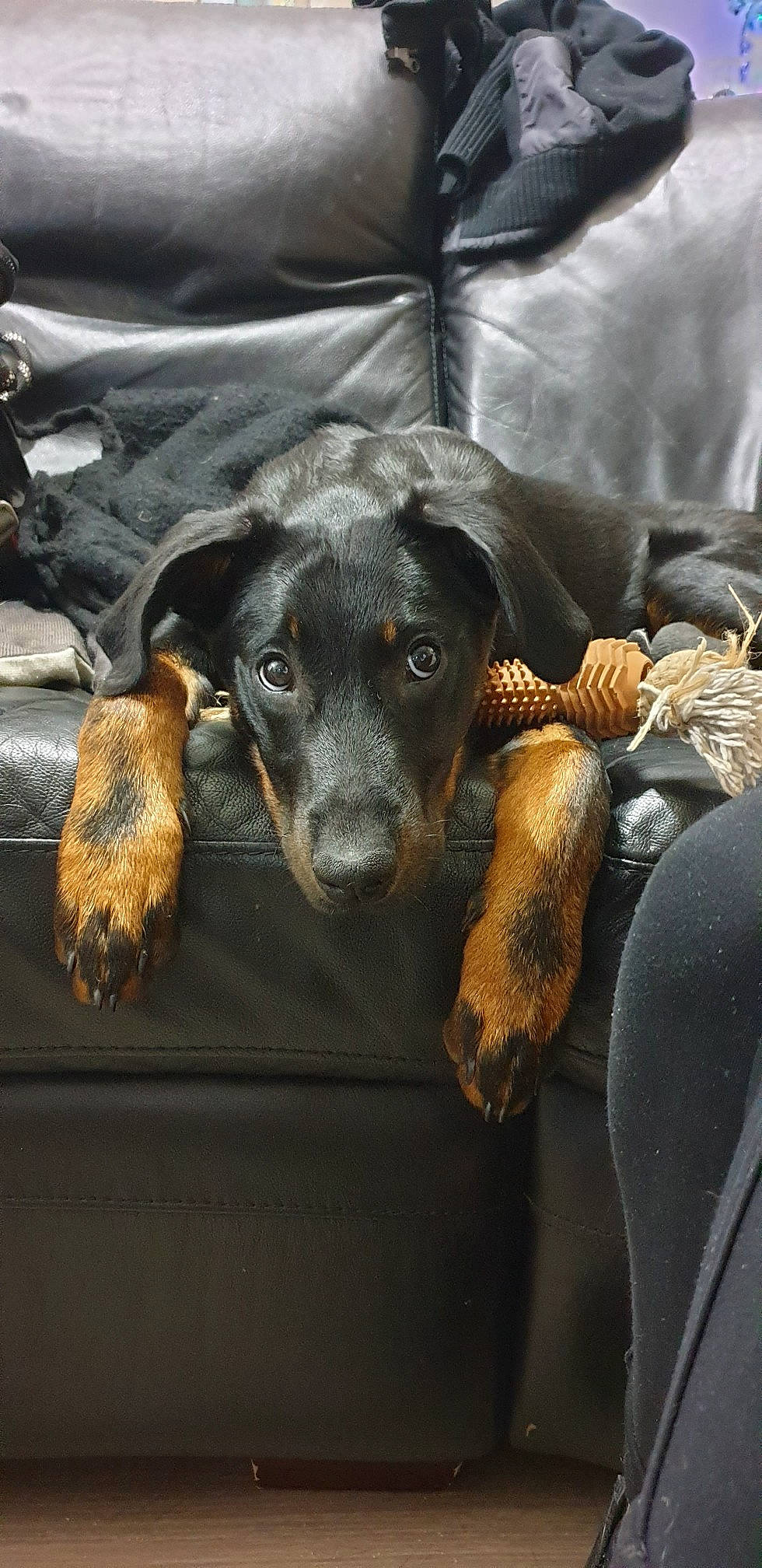 Ruby participe au concours pour gagner de l'argent avec cette photo : austrian_black_and_tan_hound, canidae, carnivore, comfort, companion_dog, couch, dobermann, dog, dog_breed, fawn, fur, grey, guard_dog, montenegrin_mountain_hound, snout, sporting_group, toy_dog, whiskers, working_animal, working_dog