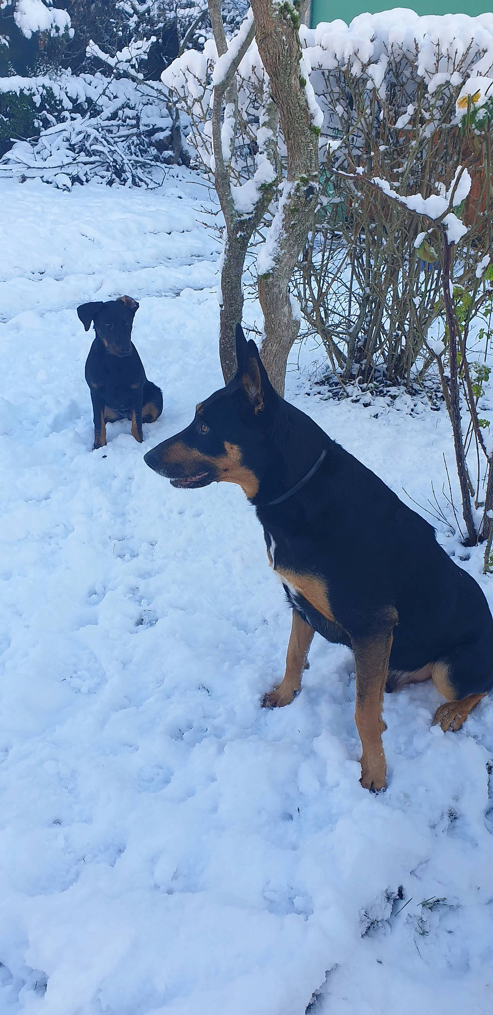 Ruby a rejoint le concours — aidez-le/la à gagner de superbes lots ! canidae, carnivore, dobermann, dog, dog_breed, freezing, guard_dog, hunting_dog, plant, prazsky_krysarik, snow, sporting_group, tail, winter, working_animal, working_dog